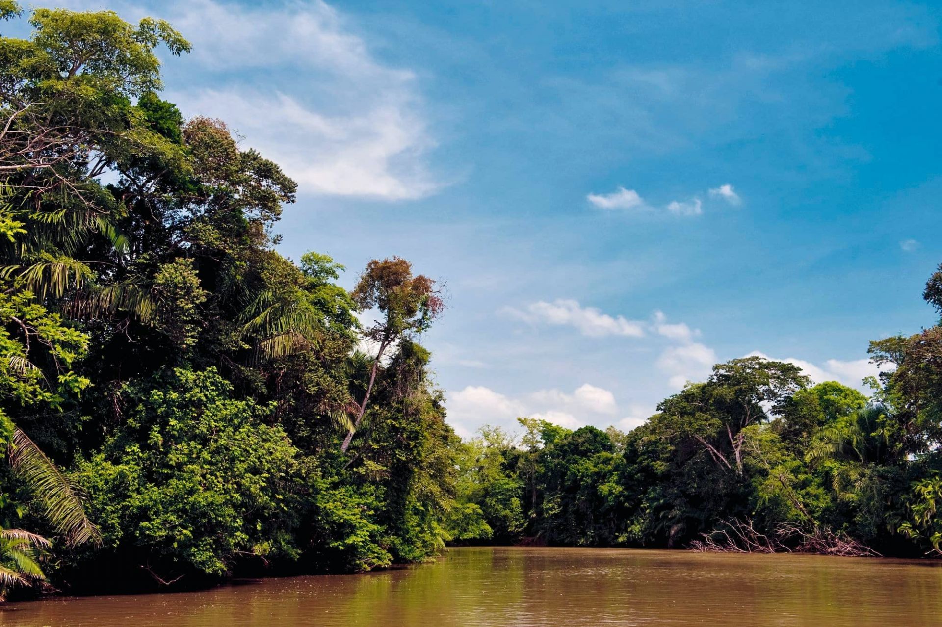 Caño Negro Tour And Río Frío Wildlife Safari By Boat